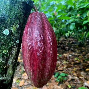 Natural Cacao Powder 8oz.
